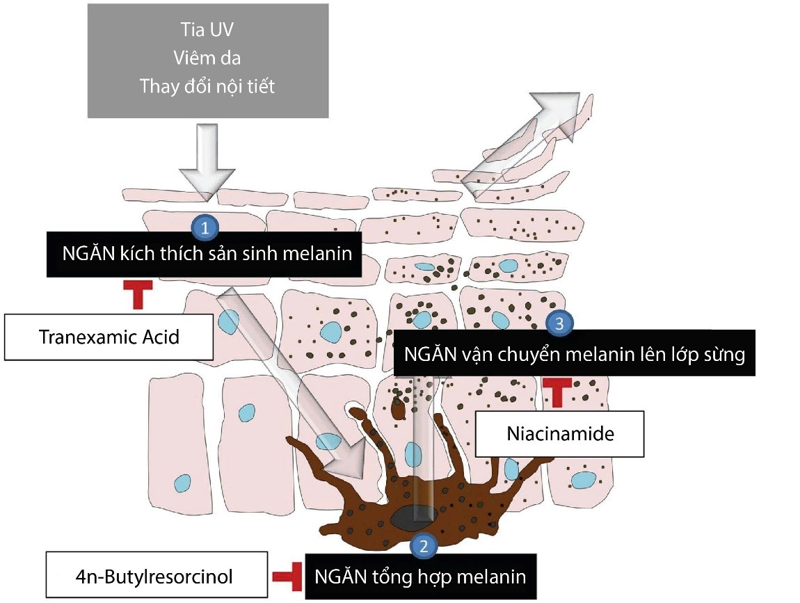 Cơ chế ức chế melanin tại 3 điểm: sản sinh - tổng hợp - vận chuyển melanin