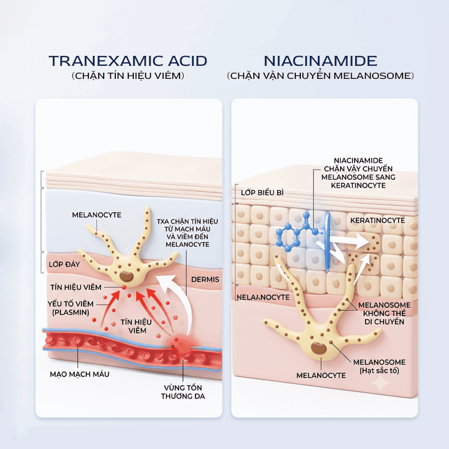 Đường đi của sắc tố: Tranexamic Acid với Niacinamide