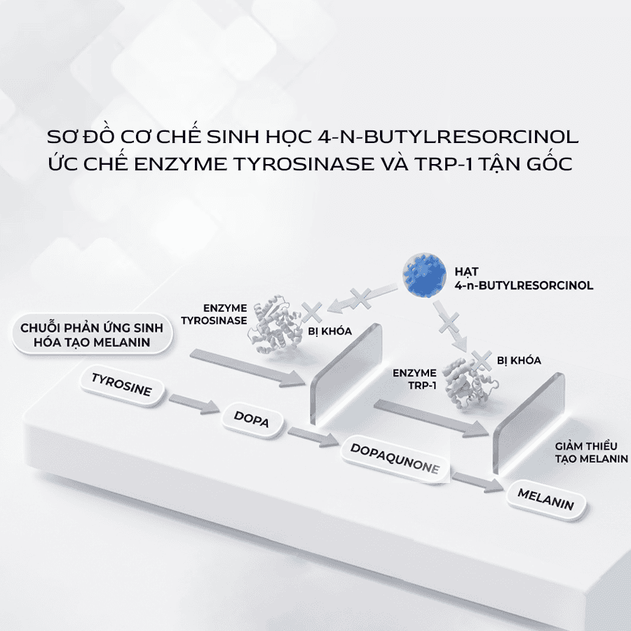 Sơ đồ cơ chế sinh học 4-n-Butylresorcinol ức chế enzyme Tyrosinase và TRP-1