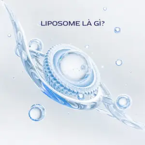 Cau Truc Liposome Voi Mang Phospholipid Kep Va Khoang Nuoc