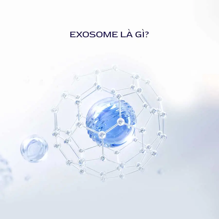 Exosome La Gi