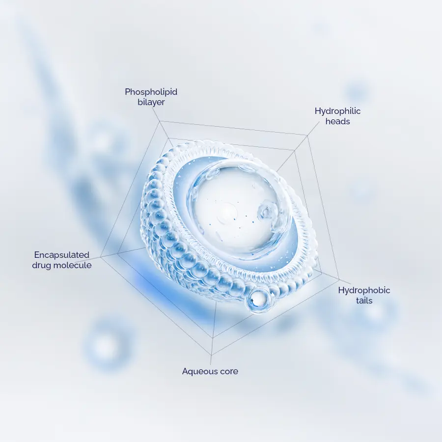 Minh Hoa Dau Ua Nuoc Va Duoi Ky Nuoc Trong Cau Truc Mang Kep Liposome