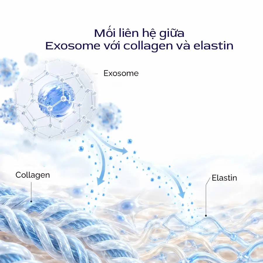 Moi Lien He Giua Exosome Voi Collagen Va Elastin